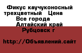 Фикус каучуконосный трехцветный › Цена ­ 500 - Все города  »    . Алтайский край,Рубцовск г.